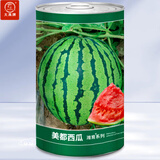 大禹懒汉西瓜种子苗特大适合南方早熟懒人8424麒麟瓜美都无籽水果蔬菜 美都西瓜种子 600粒/桶