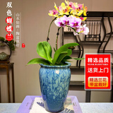 劉閣蘭花兰花盆栽客厅阳台花卉双色蝴蝶兰带花剑配山水如画陶瓷盆源头直发