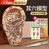 凌云鹤耳穴模型耳朵穴位模型压豆耳针耳穴贴王不留行籽耳豆贴按摩按压 19cm多穴位耳+耳书+耳贴+铜笔+镊子+说明书