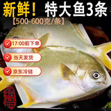 亚又婧金鲳鱼3斤3条新鲜冷冻平鱼大鲳鱼金昌鱼海鱼海鲜水产海鲜冷冻顺丰 500-600g/条 5条