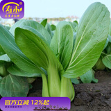 寿禾油菜种子矮脚上海青梗菜蔬菜小白菜快菜秋季寿光蔬种籽四季青菜 夏至628青梗菜种子100g桶