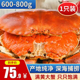 黄金面包蟹熟冻大螃蟹英国特超大鲜活海鲜水产 大号面包蟹600-800g/只