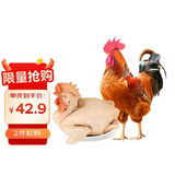 温氏 供港农养大公鸡净重2.4斤 冷冻高品质林地大公鸡走地鸡 鸡肉