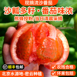 密农人家农家自种流沙番茄 自然成熟 密云西红柿普罗旺斯儿时味道新鲜蔬菜 4斤 流沙番茄