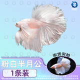 百纶木千泰国斗鱼观赏鱼小型鱼热带鱼室内小鱼缸可养迷你淡水鱼活鱼好养活 2.5-3cm 大尾*粉白半月公（送饲料）