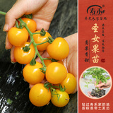 寿禾 各种蔬菜苗活苗带土发货大全菜苗大型苗场夏秋秧苗山东寿光种苗 [金玲珑2号]黄圣女果苗 6棵