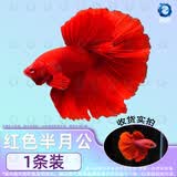 百纶木千泰国斗鱼观赏鱼小型鱼热带鱼室内小鱼缸可养迷你淡水鱼活鱼好养活 2.5-3cm 大尾*红色半月公（送饲料）
