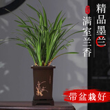 京云梦墨兰花苗浓香型墨兰企黑花室内盆栽报岁兰精品花卉四方源头直发