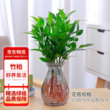 花行榜驱蚊竹柏水培驱蚊植物盆栽办公室桌面花卉水养办公室绿植源头直发