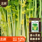 北蔬 黄心芹菜种子种苗四季小香芹蔬菜籽 卓脆黄心小香芹种子约5800粒