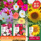 寿禾 花种子苗套装四季种易成活室内盆栽花草种籽 爆花三件套