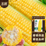 北蔬 水果玉米种子种苗超甜可生食玉米种籽 美甜六号水果玉米种子40g