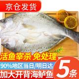 往牧 三去开背海鲈鱼/河鲈鱼 鲜活冷冻 去鳃去鳞 生鲜鱼类 海鲜水产 【加大5条】600g-500g/条