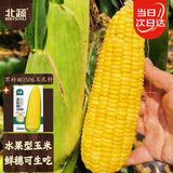 北蔬 超甜水果玉米种子种苗四季蔬菜籽 苏科甜1506玉米种子50g约350粒