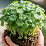 耘淘铜钱草草籽大叶子水养种籽四季播种水培植物花卉盆栽室内常绿种子 铜钱草成品一盆 省去播种流程