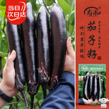 寿禾 长茄子种子苗大果柔嫩家庭菜园冬春蔬菜籽 黑豹2号长茄种子500粒