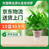 双盟绿萝盆栽除甲醛花卉绿植办公室新房净化空气110方白10盆源头直发