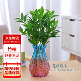 花行榜驱蚊竹柏水培驱蚊植物盆栽办公室桌面花卉水养办公室绿植源头直发