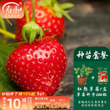 寿禾草莓苗带土发货大苗寿光大型苗场四季带盆栽好冬春季批发奶油秧苗 种苗套餐 红颜草莓1盆+200粒种子