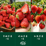 寿禾草莓苗带土发货大苗寿光大型苗场四季带盆栽好春夏季批发奶油秧苗 【组合3盆】章姬奶油红颜各1盆