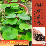 寿禾 开口碗莲种子水培已开口鱼缸植物荷花睡莲绿植 开口碗莲种子10粒