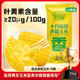 十月稻田 黄甜糯玉米 10根 4.4斤 东北甜黏玉米棒 真空包装 早餐苞米