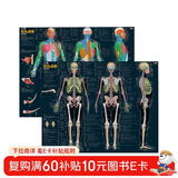 人体肌肉与骨骼解剖挂图（人邮体育出品）