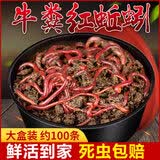 梦达蚯蚓活饵鲜活红虫垂钓鱼饵料鲫鱼鲤鱼野钓黑坑鱼料打窝料鱼食通杀 【活体蚯蚓】大盒装 1盒(通货 每盒约100条)