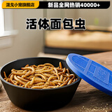 泷戈面包虫活体大麦虫乌龟蜥蜴仓鼠蝎子蜘蛛八哥鸟守宫鱼饵鱼活体饲料 2-3cm约2000条+养殖盒(送镊子饲料)