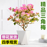 爱优尚三角梅盆栽带花苞树阳台室内植物阳台庭院四季开花绿樱源头直发