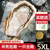 鲜海道【品质】鲜海道生态生蚝  乳山牡蛎 活鲜海蛎子生鲜贝类 5XL净重5斤