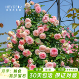 海蒂的花园旗舰店月季花卉盆栽小苗灌木蔷薇阳台观赏南北方四季可种原盆原土 粉色龙沙宝石15cm盆 含盆