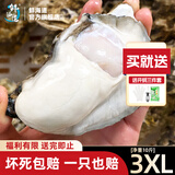 鲜海道【品质】鲜海道生态生蚝  乳山牡蛎 活鲜海蛎子生鲜贝类 3XL-净重10斤