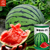 大禹懒汉西瓜种子苗特大适合南方早熟懒人8424麒麟瓜美都无籽水果蔬菜 早佳8424西瓜种子 50g/桶装