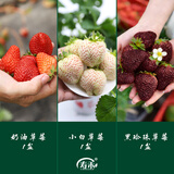寿禾草莓苗带土发货大苗寿光大型苗场四季带盆栽好春夏季批发奶油秧苗 【组合3盆3色】奶油小白黑珍珠各1盆