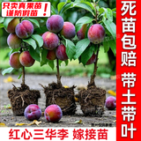 芥圃三华李子树苗嫁接信宜钱排银妃大三华李红心早晚熟李子苗新品种 三华李晚熟嫁接苗【带土带叶】 3年苗 高度：70-100公分