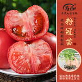 寿禾 粉果番茄种子老品种西红柿大果寿光蔬菜粉冠毛粉秋冬季洋柿子 粉冠番茄苗 12棵