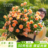 海蒂的花园旗舰店月季花卉盆栽小苗灌木蔷薇阳台观赏南北方四季可种原盆原土 果汁阳台15cm盆 含盆