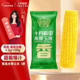 十月稻田 水果甜玉米 1根 220g 真空开袋即食 低脂早餐