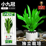 疯狂水草竹节草水草植物净化水质懒人鱼缸造景套餐直接入缸真水草种植环 【赛级精品】阿根廷小九冠