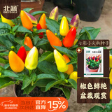 北蔬 七彩椒种子苗盆栽观赏五彩小泡椒辣椒种籽 七彩小尖椒种子300粒