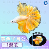 百纶木千泰国斗鱼观赏鱼小型鱼热带鱼室内小鱼缸可养迷你淡水鱼活鱼好养活 2.5-3cm 大尾*黄色半月公（送饲料）