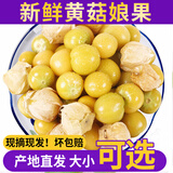 良知农哥云南新鲜洋菇娘果 新鲜黄姑娘果灯笼果菇凉果带箱 5斤小果