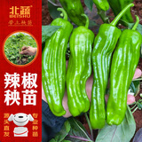 北蔬 辣椒苗带土秧苗四季蔬菜苗活苗 薄皮泡椒辣椒苗6棵源头直发包邮