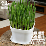 寿禾 花盆超小塑料园艺种植多肉盆栽带托盘 韦尼恩盆含托1个装