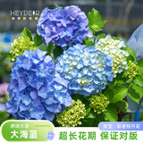 海蒂的花园绣球花苗盆栽阳台庭院别墅植物室内好养无尽夏大花易成活源头直发