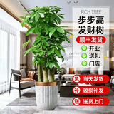 叹为观止大型植物发财树各种大颗盆栽开业乔迁客厅办公室内好养大型花卉 三杆发财树【1.6-1.8米】 含盆