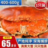 黄金面包蟹熟冻大螃蟹英国特超大鲜活海鲜水产 面包蟹400-600g/只