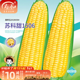 寿禾 超甜水果玉米种子大全紫糯黑甜糯可生食粘甜种孑冬春季寿光蔬菜 [老品国审]苏科甜1506种子140g