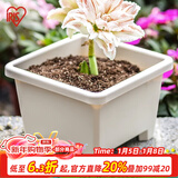 爱丽思（IRIS）圆形球跟植物环保树脂花卉盆栽植物园艺阳台塑料花盆 方形球根盆7.6L 直径27暖米色